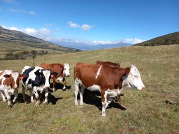 HERMOSA HACIENDA AGRICOLA Y GANADERA DE VENTA EN MACHACHI