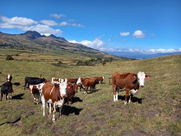 HERMOSA HACIENDA AGRICOLA Y GANADERA DE VENTA EN MACHACHI