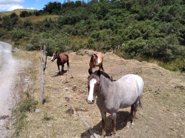 HERMOSA HACIENDA AGRICOLA Y GANADERA DE VENTA EN MACHACHI
