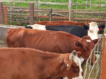 HERMOSA HACIENDA AGRICOLA Y GANADERA DE VENTA EN MACHACHI