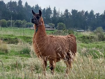 HERMOSA HACIENDA AGRICOLA Y GANADERA DE VENTA EN MACHACHI