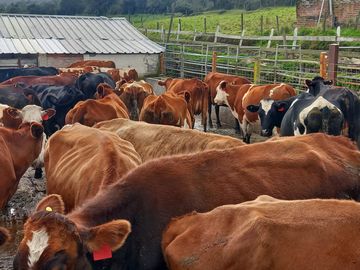 HERMOSA HACIENDA AGRICOLA Y GANADERA DE VENTA EN MACHACHI