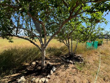 Hermosa Parcela en Venta | Sector Tongoicillo 🏠🌳