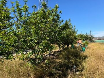 Hermosa Parcela en Venta | Sector Tongoicillo 🏠🌳