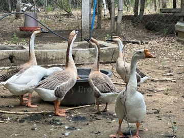 Residential Farm Camiling Tarlac