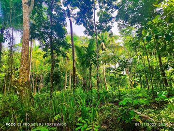 2.7821 hectares along provincial road (highway) with fruit-bearing trees and bounded in falls/creek near Jordan and Buenavista wharf for sale in Buena