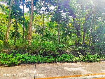 2.7821 hectares along provincial road (highway) with fruit-bearing trees and bounded in falls/creek near Jordan and Buenavista wharf for sale in Buena