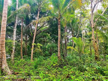 2.7821 hectares along provincial road (highway) with fruit-bearing trees and bounded in falls/creek near Jordan and Buenavista wharf for sale in Buena
