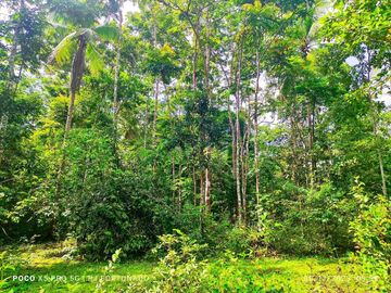2.7821 hectares along provincial road (highway) with fruit-bearing trees and bounded in falls/creek near Jordan and Buenavista wharf for sale in Buena