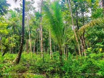 2.7821 hectares along provincial road (highway) with fruit-bearing trees and bounded in falls/creek near Jordan and Buenavista wharf for sale in Buena