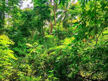 2.7821 hectares along provincial road (highway) with fruit-bearing trees and bounded in falls/creek near Jordan and Buenavista wharf for sale in Buena