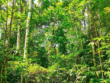 2.7821 hectares along provincial road (highway) with fruit-bearing trees and bounded in falls/creek near Jordan and Buenavista wharf for sale in Buena