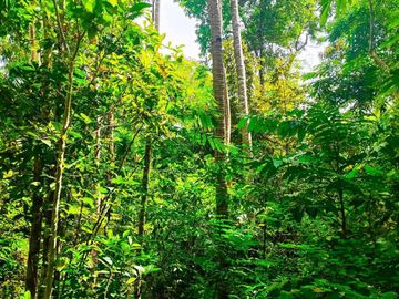 2.7821 hectares along provincial road (highway) with fruit-bearing trees and bounded in falls/creek near Jordan and Buenavista wharf for sale in Buena
