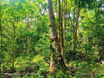 2.7821 hectares along provincial road (highway) with fruit-bearing trees and bounded in falls/creek near Jordan and Buenavista wharf for sale in Buena