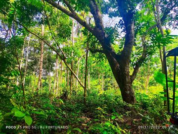 2.7821 hectares along provincial road (highway) with fruit-bearing trees and bounded in falls/creek near Jordan and Buenavista wharf for sale in Buena
