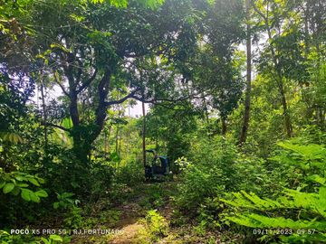 2.7821 hectares along provincial road (highway) with fruit-bearing trees and bounded in falls/creek near Jordan and Buenavista wharf for sale in Buena