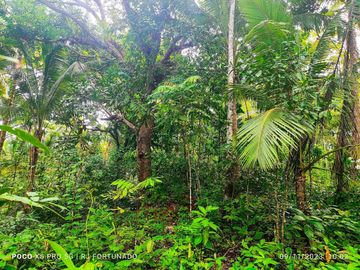 2.7821 hectares along provincial road (highway) with fruit-bearing trees and bounded in falls/creek near Jordan and Buenavista wharf for sale in Buena