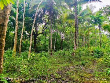 2.7821 hectares along provincial road (highway) with fruit-bearing trees and bounded in falls/creek near Jordan and Buenavista wharf for sale in Buena