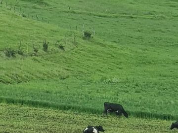 SE VENDE  HACIENDA GANADERA EN PINTAG