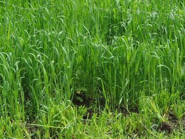 SE VENDE  HACIENDA GANADERA EN PINTAG