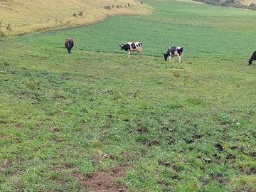 SE VENDE  HACIENDA GANADERA EN PINTAG