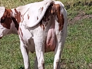 SE VENDE  HACIENDA GANADERA EN PINTAG
