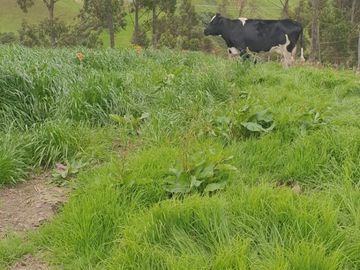 SE VENDE  HACIENDA GANADERA EN PINTAG