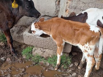 SE VENDE  HACIENDA GANADERA EN PINTAG