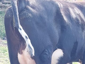 SE VENDE  HACIENDA GANADERA EN PINTAG