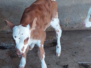 SE VENDE  HACIENDA GANADERA EN PINTAG