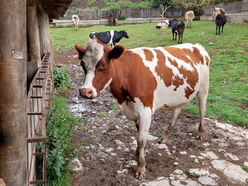 SE VENDE  HACIENDA GANADERA EN PINTAG
