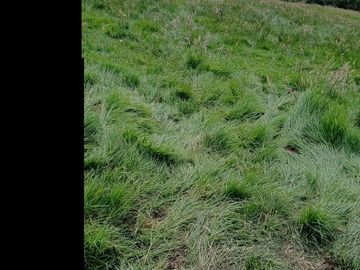 SE VENDE  HACIENDA GANADERA EN PINTAG