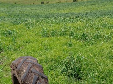 SE VENDE  HACIENDA GANADERA EN PINTAG