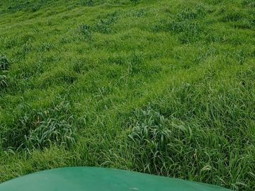 SE VENDE  HACIENDA GANADERA EN PINTAG