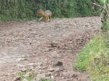 SE VENDE  HACIENDA GANADERA EN PINTAG
