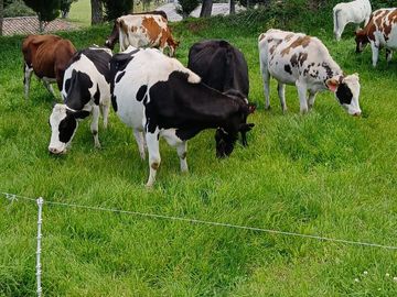 SE VENDE  HACIENDA GANADERA EN PINTAG