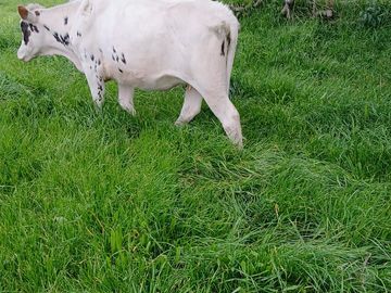 SE VENDE  HACIENDA GANADERA EN PINTAG