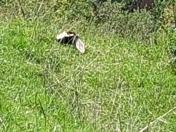 SE VENDE  HACIENDA GANADERA EN PINTAG