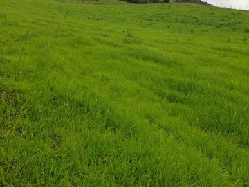 SE VENDE  HACIENDA GANADERA EN PINTAG