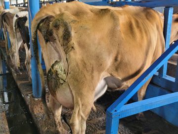 SE VENDE  HACIENDA GANADERA EN PINTAG