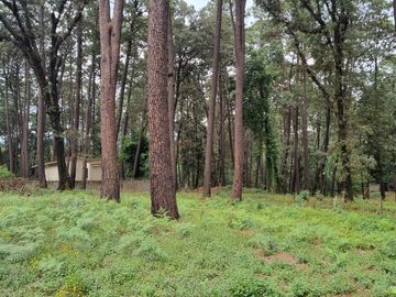 TERRENO CON ENTORNO DE BOSQUE, EN VENTA