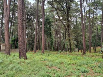 TERRENO CON ENTORNO DE BOSQUE, EN VENTA