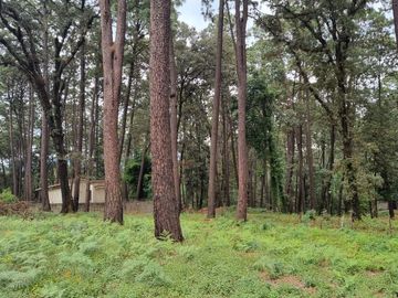 TERRENO CON ENTORNO DE BOSQUE, EN VENTA