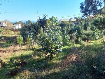 SE VENDEN TERRENOS SECTOR BOSQUES DE CHEPICA