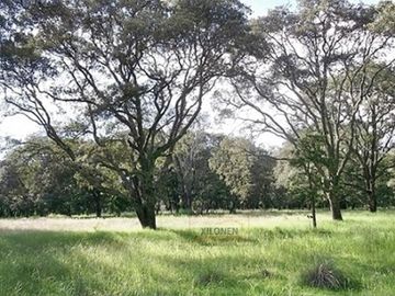 Rancho Privilegiado de 40 Hectáreas con Bella Ecología ( árboles de encinos, robles, ocotes y eucaliptos) y planicies. Delimitado totalmente.
