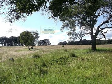 Rancho Privilegiado de 40 Hectáreas con Bella Ecología ( árboles de encinos, robles, ocotes y eucaliptos) y planicies. Delimitado totalmente.