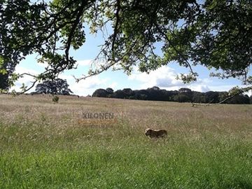 Rancho Privilegiado de 40 Hectáreas con Bella Ecología ( árboles de encinos, robles, ocotes y eucaliptos) y planicies. Delimitado totalmente.
