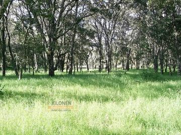 Rancho Privilegiado de 40 Hectáreas con Bella Ecología ( árboles de encinos, robles, ocotes y eucaliptos) y planicies. Delimitado totalmente.