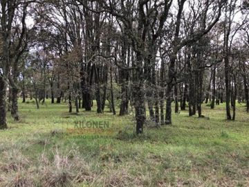 Rancho Privilegiado de 40 Hectáreas con Bella Ecología ( árboles de encinos, robles, ocotes y eucaliptos) y planicies. Delimitado totalmente.