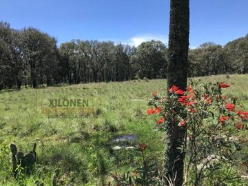 Rancho Privilegiado de 40 Hectáreas con Bella Ecología ( árboles de encinos, robles, ocotes y eucaliptos) y planicies. Delimitado totalmente.